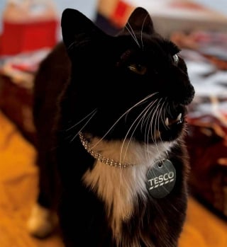 Illustration de l'article : Connu et aimé dans toute la ville, ce chat est élu mascotte officielle d’un concours local