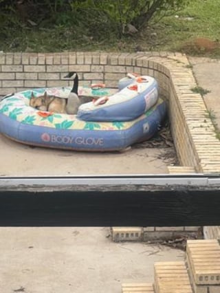 Illustration de l'article : Après avoir atterri dans une piscine privée, cette oie se lie d’amitié avec le Berger Allemand de la propriété