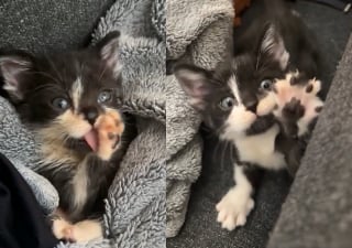Illustration de l'article : Petit et fragile, ce chaton orphelin trouve du réconfort et la force de se battre auprès d’un vieux matou bienveillant