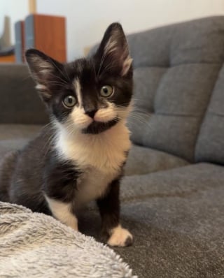 Illustration de l'article : Petit et fragile, ce chaton orphelin trouve du réconfort et la force de se battre auprès d’un vieux matou bienveillant