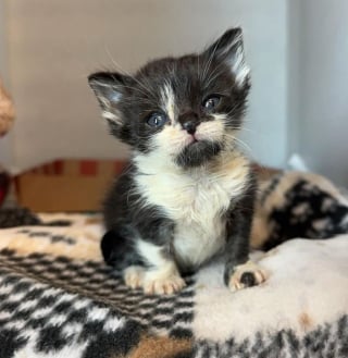 Illustration de l'article : Petit et fragile, ce chaton orphelin trouve du réconfort et la force de se battre auprès d’un vieux matou bienveillant