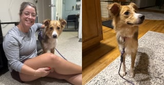 Illustration de l'article : Un chien errait depuis des jours la tête coincée dans un bocal, il est enfin sauvé grâce à un drone (vidéo)