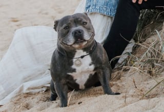 Illustration de l'article : Skate, trottinette ou poussette, ce Staffordshire Bull Terrier a une étonnante passion pour les roues (vidéo)