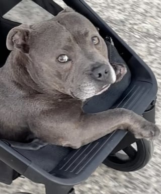 Illustration de l'article : Skate, trottinette ou poussette, ce Staffordshire Bull Terrier a une étonnante passion pour les roues (vidéo)