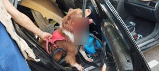 Illustration de l'article : Un chien se blesse en tentant de s'échapper de la voiture surchauffée dans laquelle il était enfermé, la police intervient à temps