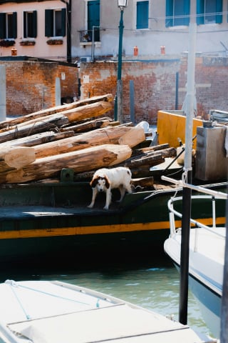 Illustration de l'article : Disparu depuis 2 jours, ce chien a été retrouvé seul sur un bateau à la dérive, moteur en marche