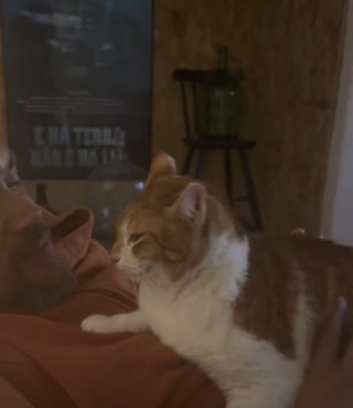 Illustration de l'article : Pour attirer l’attention de son maître, ce chat utilise une astuce redoutable jusqu’à le faire craquer (vidéo) 
