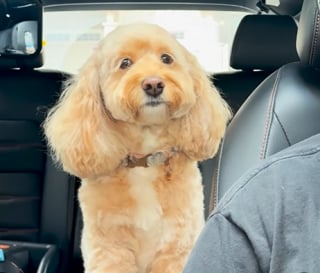 Illustration de l'article : Ce chien, impressionnant par son intelligence, résout la soustraction posée par son maître (vidéo) 