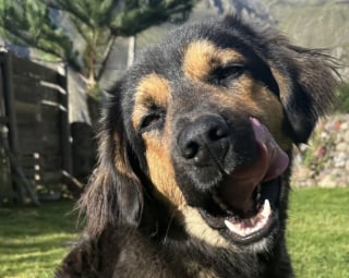 Illustration de l'article : Un chien noue une amitié unique avec une voyageuse, qui lui offre une nouvelle vie dans son pays