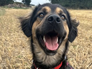 Illustration de l'article : Un chien noue une amitié unique avec une voyageuse, qui lui offre une nouvelle vie dans son pays