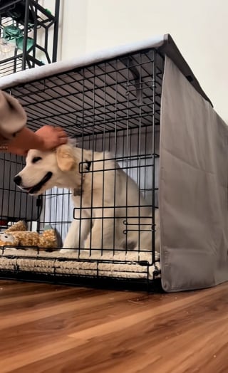 Illustration de l'article : Partie travailler, elle découvre son chien face à la caméra alors qu’il est censé être ailleurs (vidéo)