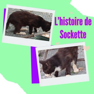 Illustration de l'article : « Son corps était couvert de 40 tiques », une chatte abandonnée cherche une nouvelle famille aimante