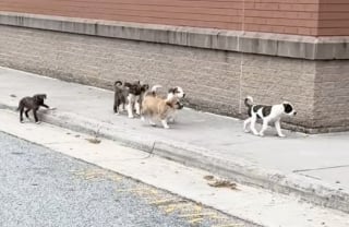 Illustration de l'article : La journée de cette enseignante a été bouleversée par l’arrivée en trombe de 7 chiots très dynamiques devant son lieu de travail (vidéo)