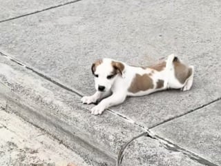 Illustration de l'article : La journée de cette enseignante a été bouleversée par l’arrivée en trombe de 7 chiots très dynamiques devant son lieu de travail (vidéo)