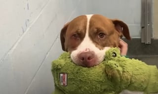 Illustration de l'article : L'amour débordant qu'a cette chienne pour les peluches lui a permis de quitter le refuge par la grande porte (vidéo)