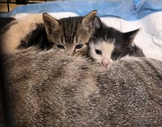 Illustration de l'article : Tombés à travers une grille, des chatons retrouvent leur mère et une vie hors des rues sauve grâce à une équipe de secouristes