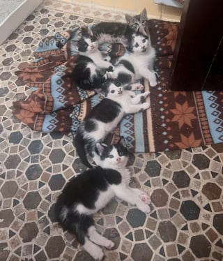 Illustration de l'article : Tombés à travers une grille, des chatons retrouvent leur mère et une vie hors des rues sauve grâce à une équipe de secouristes