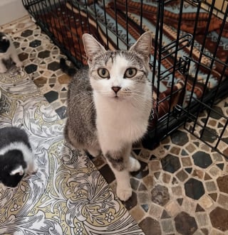 Illustration de l'article : Tombés à travers une grille, des chatons retrouvent leur mère et une vie hors des rues sauve grâce à une équipe de secouristes