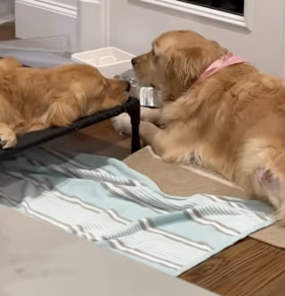 Illustration de l'article : Inquiète pour son frère qui a subi une opération, cette chienne refuse de quitter son chevet (vidéo)