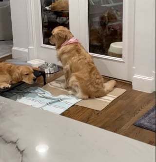 Illustration de l'article : Inquiète pour son frère qui a subi une opération, cette chienne refuse de quitter son chevet (vidéo)