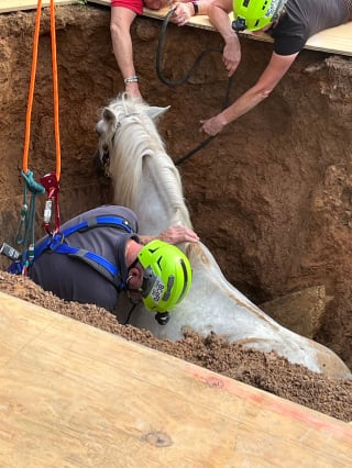 Illustration de l'article : « Contente que le cheval soit en sécurité maintenant », un équidé secouru après être tombé dans trou de 2 mètres 