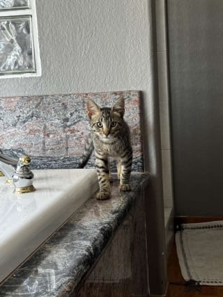 Illustration de l'article : Une famille met fin à son voyage plus tôt que prévu pour sauver la vie d’un chaton rencontré au milieu des embouteillages