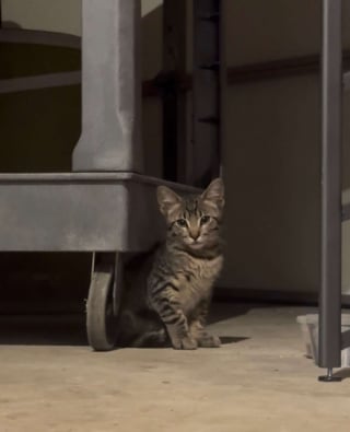 Illustration de l'article : Une famille met fin à son voyage plus tôt que prévu pour sauver la vie d’un chaton rencontré au milieu des embouteillages