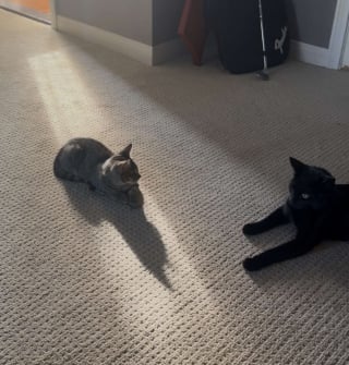 Illustration de l'article : Une famille met fin à son voyage plus tôt que prévu pour sauver la vie d’un chaton rencontré au milieu des embouteillages