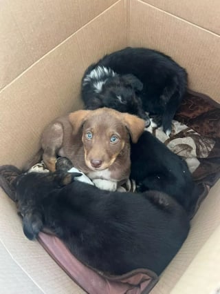 Illustration de l'article : Après avoir découvert des chiots abandonnés pendant ses vacances, un couple lutte pour ramener la seule rescapée de la portée à la maison