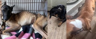 Illustration de l'article : Une cinquantaine d'animaux dont 7 chiens sauvés de conditions insoutenables dans un appartement de 40 m2