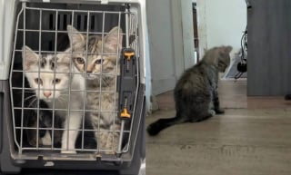 Illustration de l'article : Une cinquantaine d'animaux dont 7 chiens sauvés de conditions insoutenables dans un appartement de 40 m2