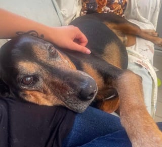 Illustration de l'article : Après 6 années de solitude au refuge et un faux départ, ce chien âgé s’installe enfin dans son foyer tant attendu