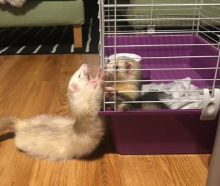 Illustration de l'article : 20 photos hilarantes d’animaux de compagnie qui méritent d’être vues par tous