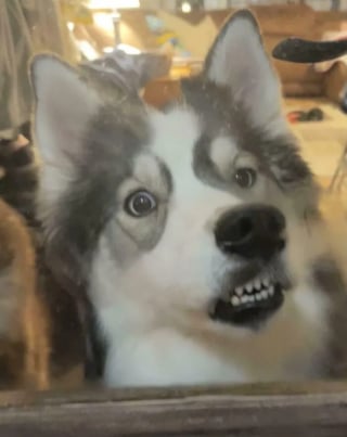 Illustration de l'article : 20 photos hilarantes d’animaux de compagnie qui méritent d’être vues par tous