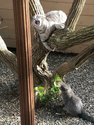Illustration de l'article : 20 photos hilarantes d’animaux de compagnie qui méritent d’être vues par tous