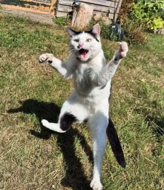 Illustration de l'article : 20 photos hilarantes d’animaux de compagnie qui méritent d’être vues par tous