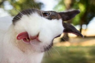 Illustration de l'article : 20 photos hilarantes d’animaux de compagnie qui méritent d’être vues par tous
