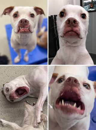 Illustration de l'article : 20 photos hilarantes d’animaux de compagnie qui méritent d’être vues par tous