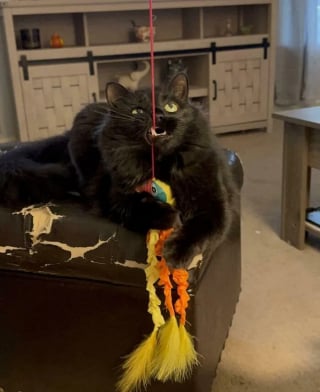 Illustration de l'article : 20 photos hilarantes d’animaux de compagnie qui méritent d’être vues par tous