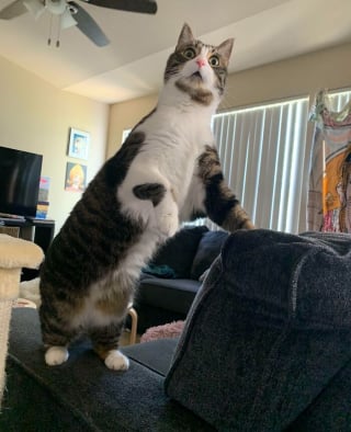 Illustration de l'article : 20 photos hilarantes d’animaux de compagnie qui méritent d’être vues par tous