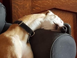 Illustration de l'article : 20 photos hilarantes d’animaux de compagnie qui méritent d’être vues par tous