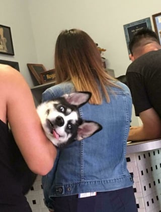 Illustration de l'article : 20 photos hilarantes d’animaux de compagnie qui méritent d’être vues par tous