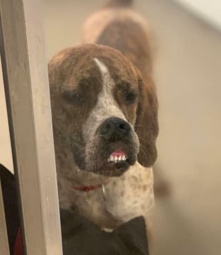 Illustration de l'article : 20 photos hilarantes d’animaux de compagnie qui méritent d’être vues par tous