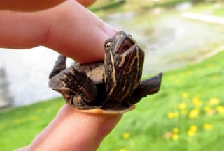 Illustration de l'article : 20 photos hilarantes d’animaux de compagnie qui méritent d’être vues par tous