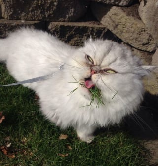 Illustration de l'article : 20 photos hilarantes d’animaux de compagnie qui méritent d’être vues par tous