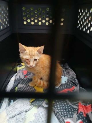 Illustration de l'article : Enterré sous des pierres, un chaton retrouve espoir grâce au flair d'un chien et la vigilance de sa maîtresse