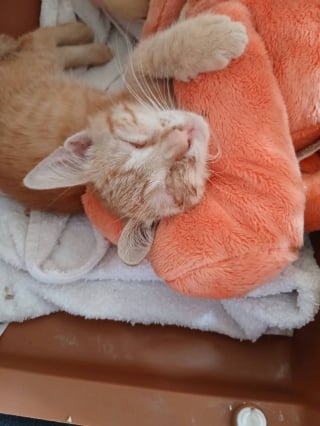 Illustration de l'article : Enterré sous des pierres, un chaton retrouve espoir grâce au flair d'un chien et la vigilance de sa maîtresse