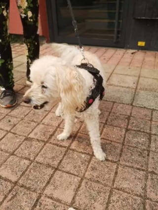 Illustration de l'article : Enterré sous des pierres, un chaton retrouve espoir grâce au flair d'un chien et la vigilance de sa maîtresse
