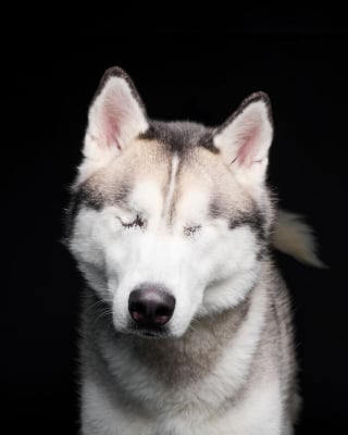 Illustration de l'article : 15 chiens de refuge immortalisés par un photographe talentueux
