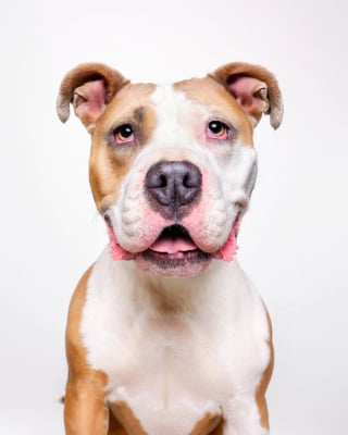 Illustration de l'article : 15 chiens de refuge immortalisés par un photographe talentueux